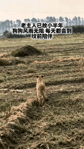 邻居大妈已经去世小半年了，最思念她的，不是她闺女，也不是她儿子，而是大妈生前养的