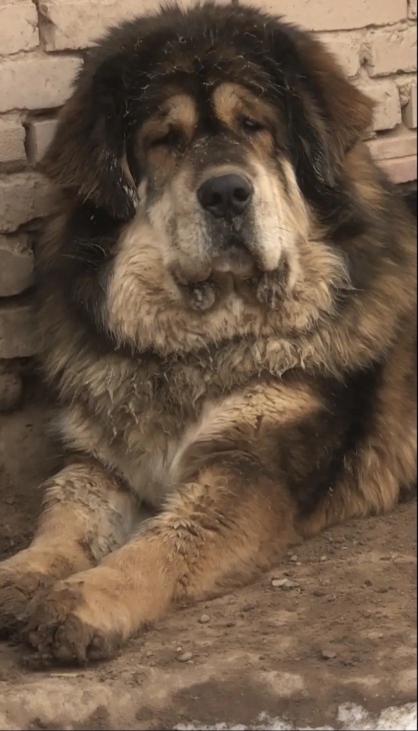 大虎，沉稳如虎。