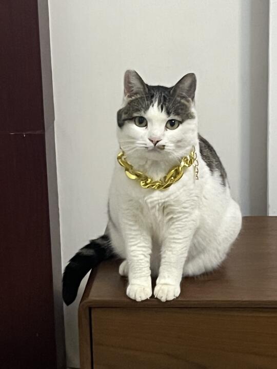 人，泥嚎，进来买咪的冰箱贴