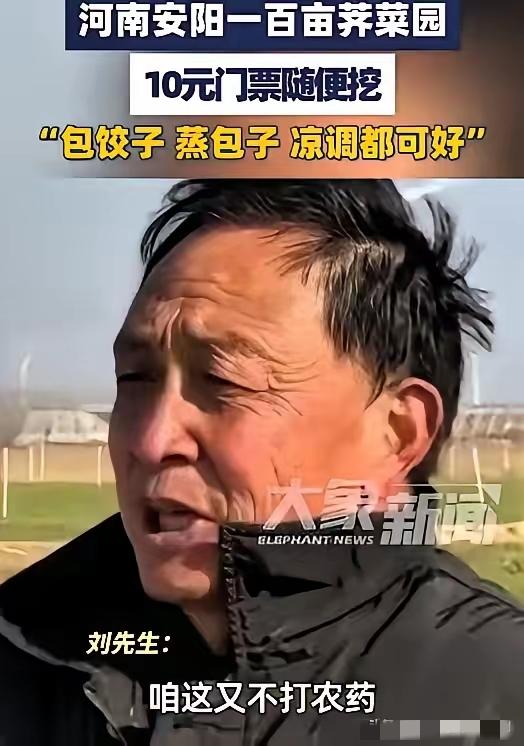 河南这大哥，脑子转得是真快。
​100多亩荠菜眼看要烂地里。
​要是雇人收，光人