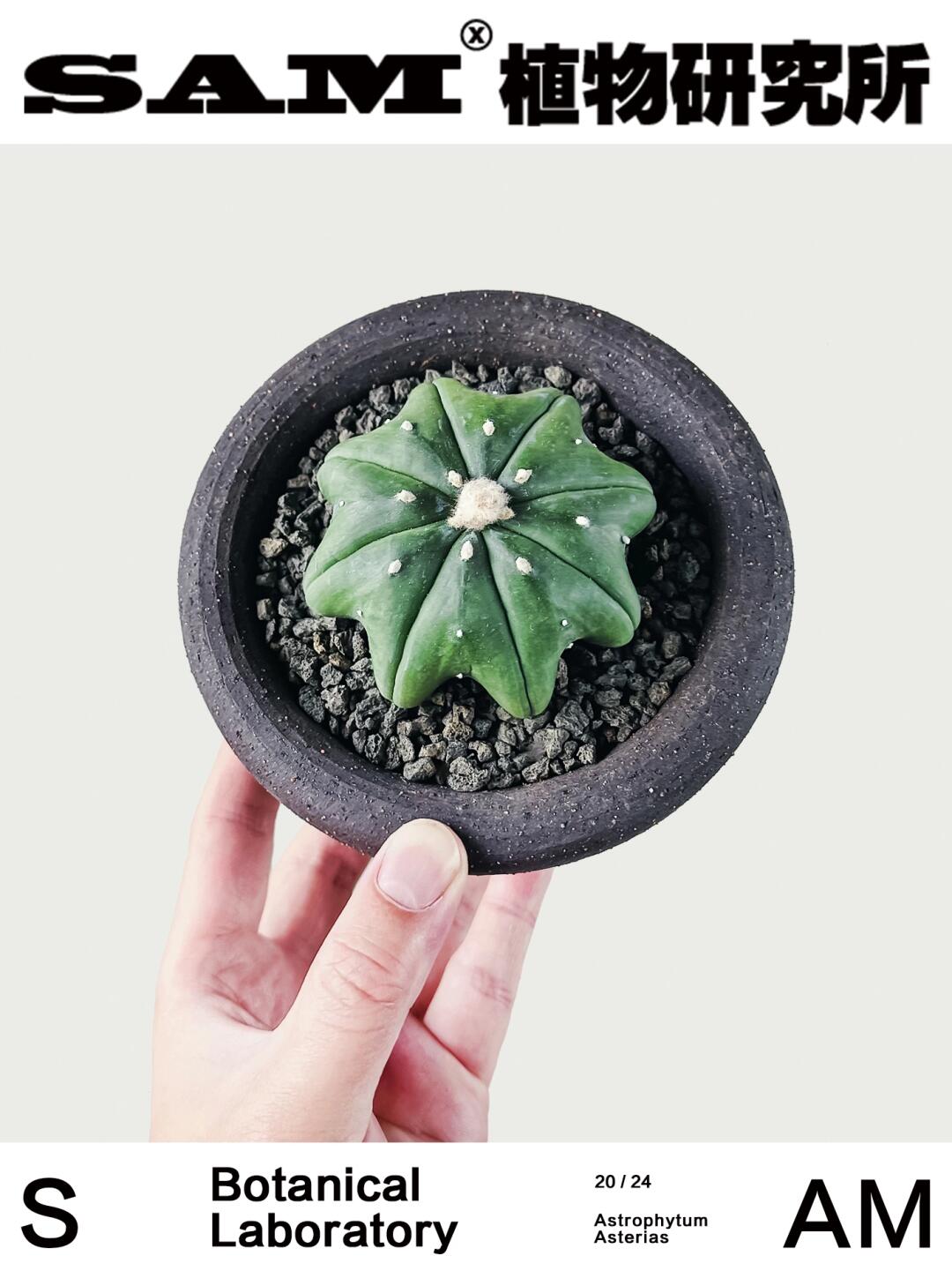 海星兜｜Astrophytum Asterias