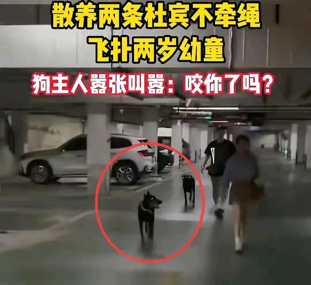 出门遛狗拴绳，在封闭空间给狗戴上嘴套，这是爱狗人士理应遵守的公德，然而很多人却做