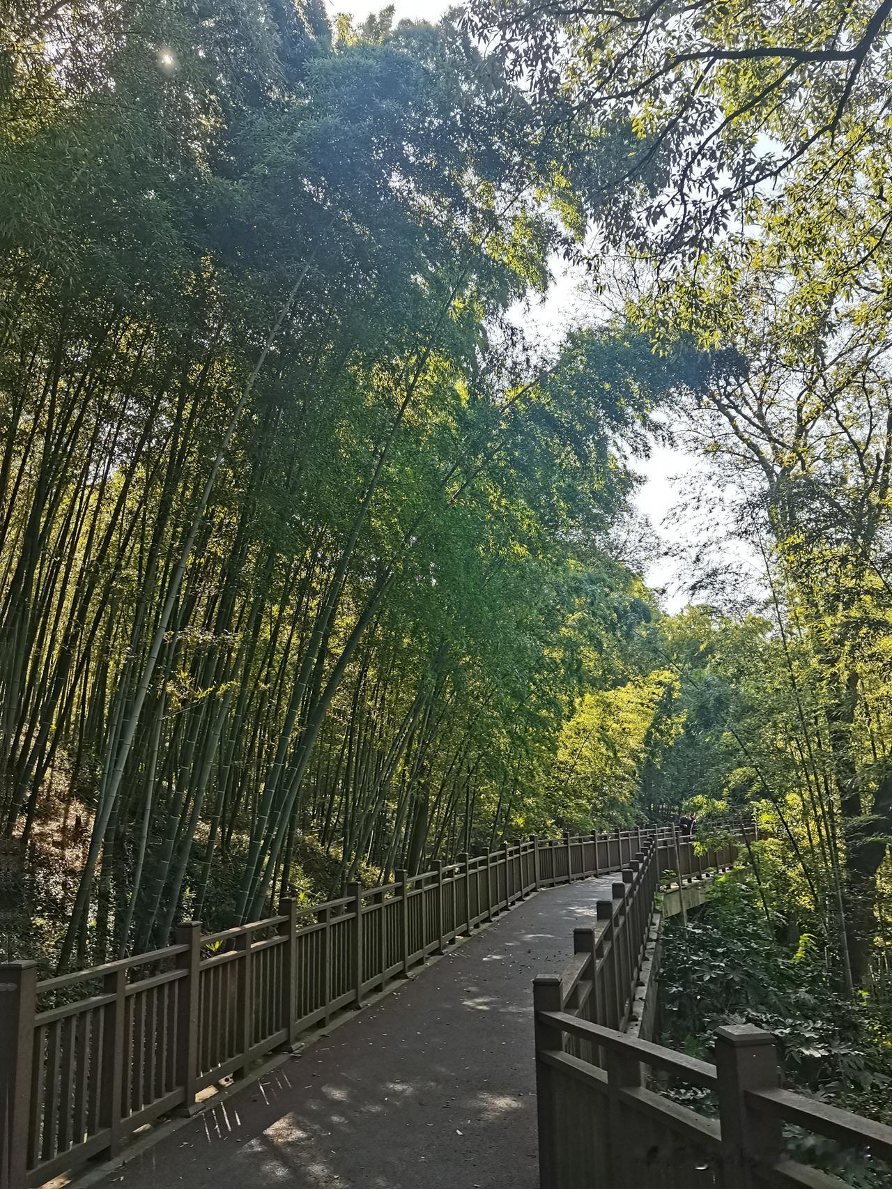 贵在坚持

重阳节登高日

继续昨天的爬山。

也愈加喜欢上了南京和紫金山了，目