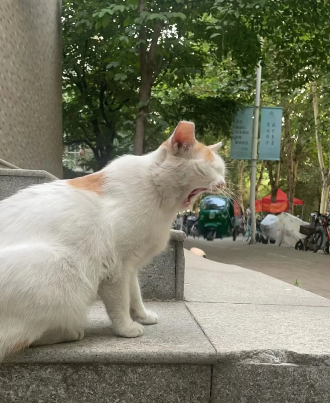 小猫偷吃大货车