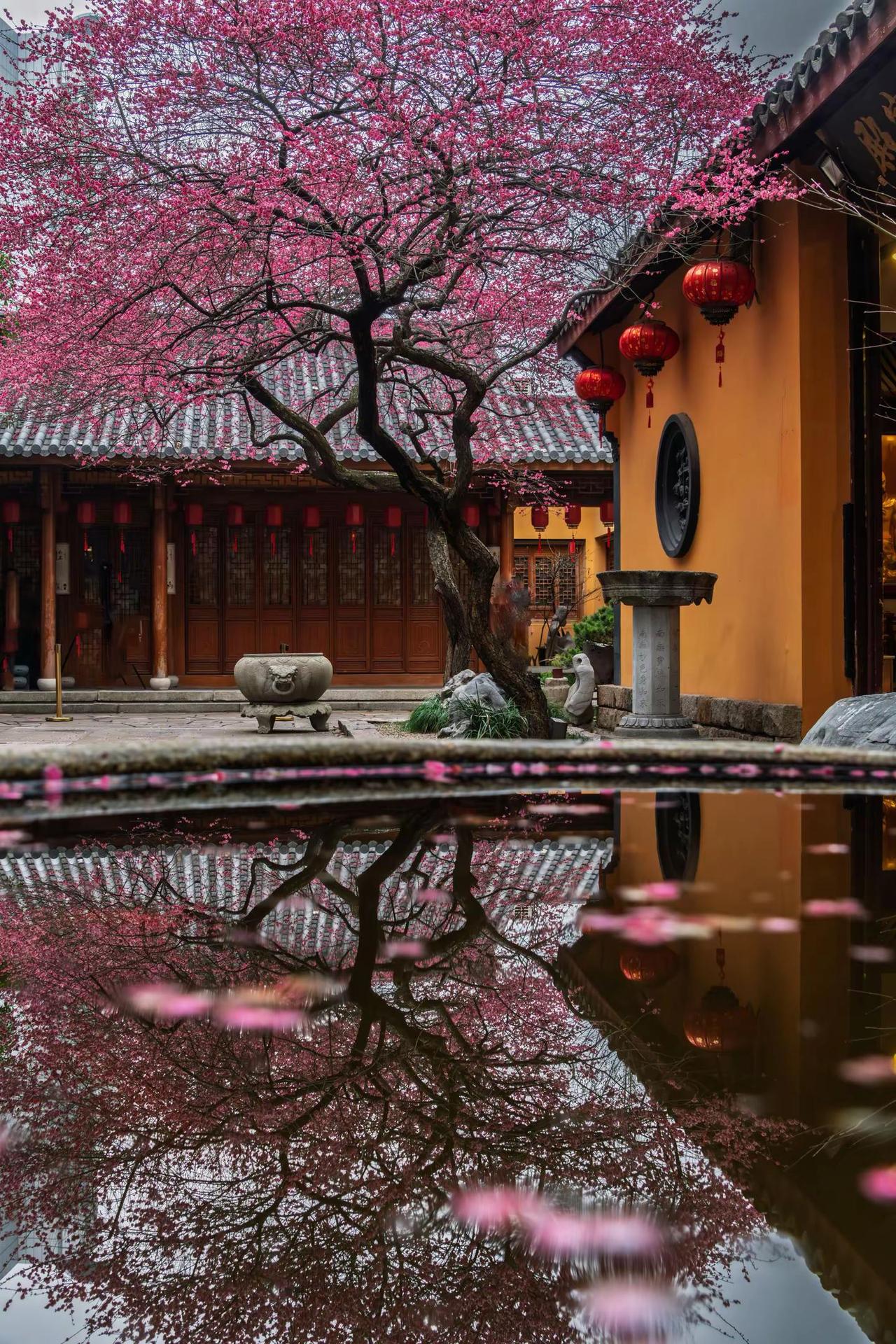 湖州铁佛寺梅花。湖州铁佛寺梅花花雨落古寺 江南禅意美学 梅花与古建筑 烟雨江南的