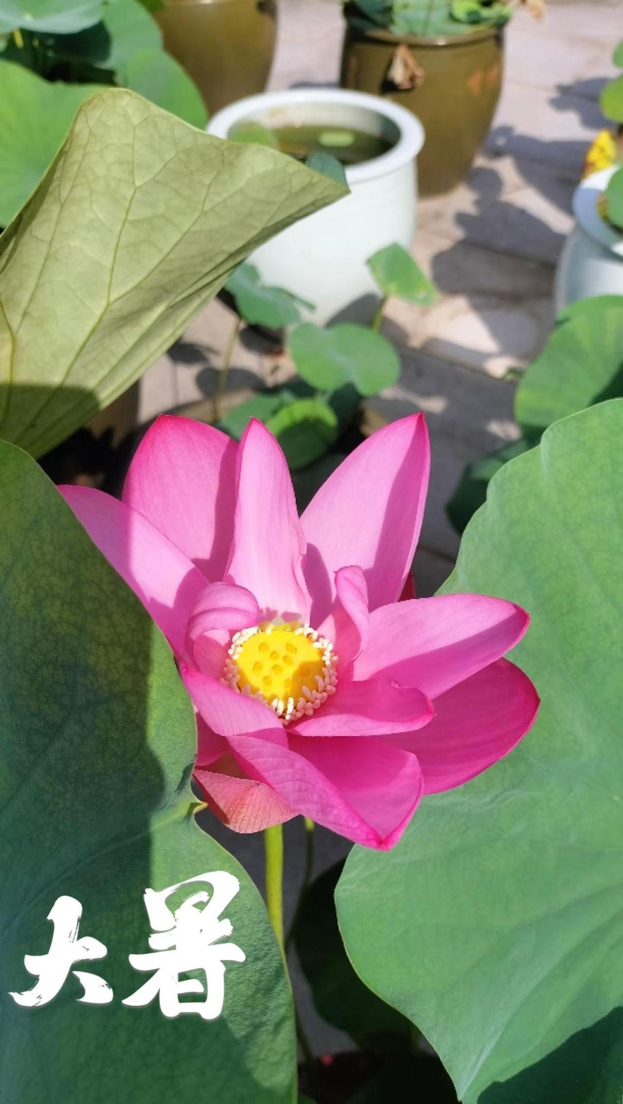 大暑安康，静待秋凉。大暑 荷花 正是赏荷好时节 海幢寺