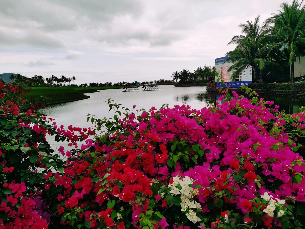 一一花海中的宁静，

一一绿城高尔夫的浪漫

一一红艳花间映

一一碧水映晴空