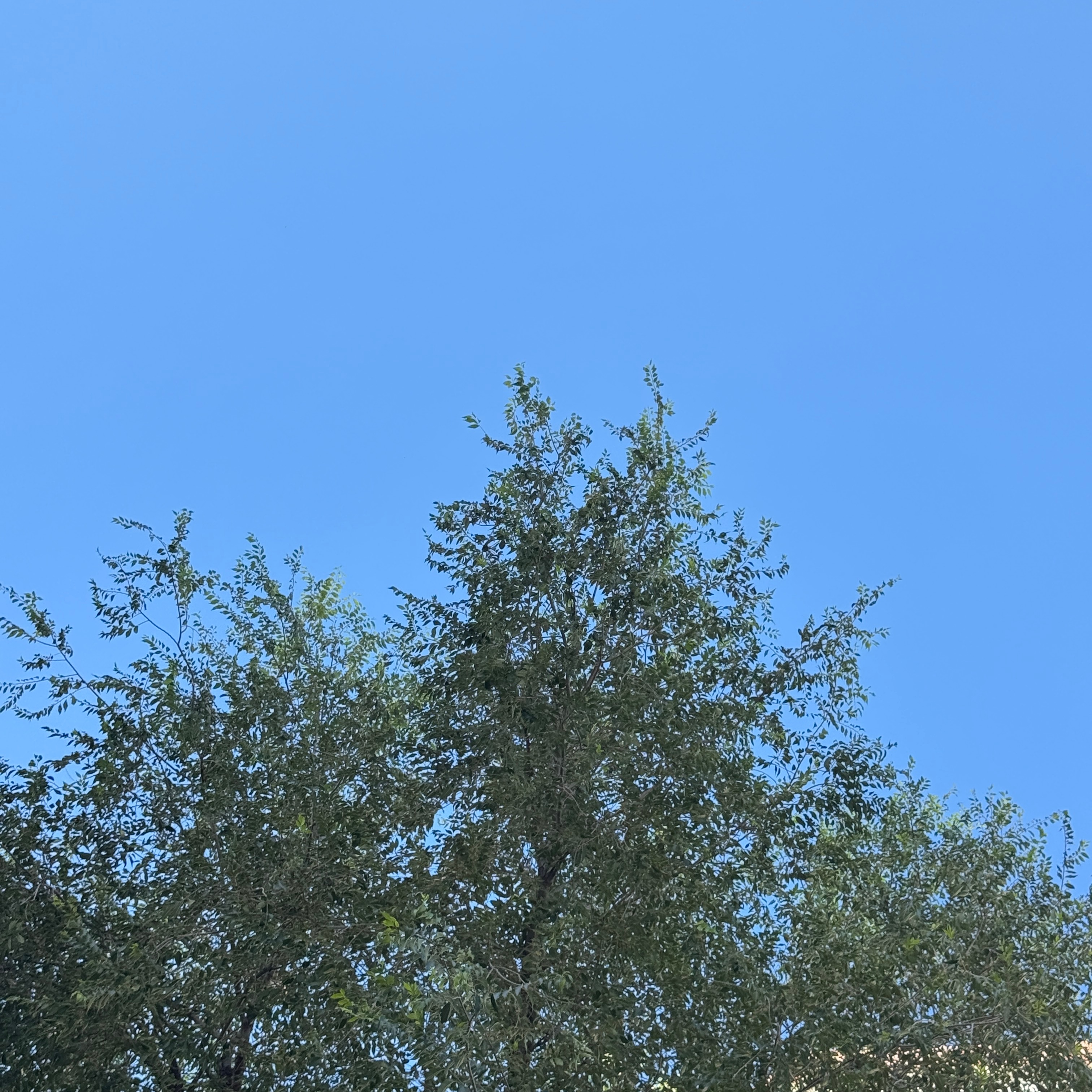 树影摇曳，风也温柔。💤睡个好觉٩(๑´0`๑)۶晚安啦[月亮] ​​​