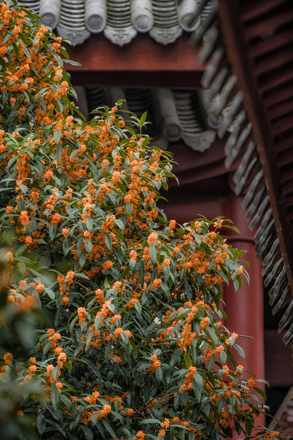 桂花真的好香啊~这个天气就适合在桂花树下喝茶吹壳子！ ​​​