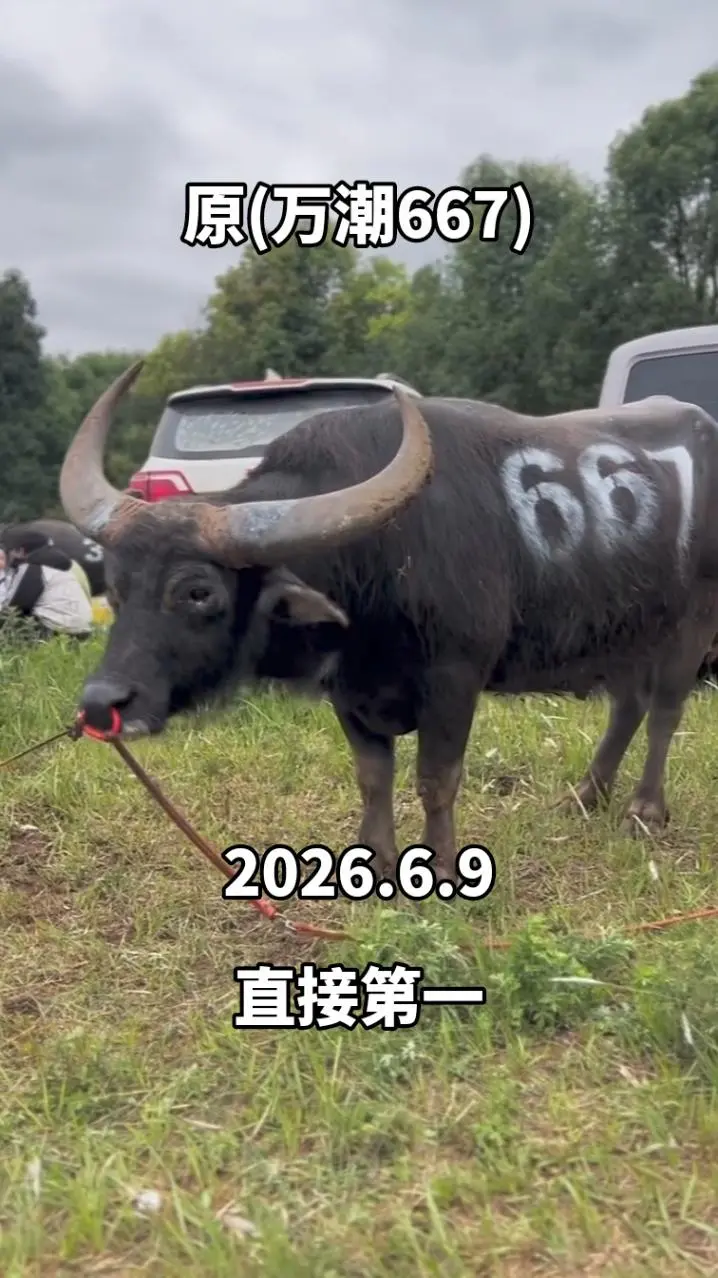 🐂 2026年6月9日石林北大村胜利斗牛场牛王争霸赛，本地水牛630...