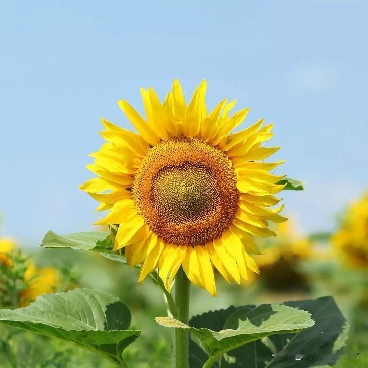 最近10天，我写微头条少了很多。
感觉我最近的状态非常不好。也不知道是怎么了。我