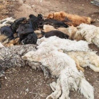 黑龙江双鸭山宝清县的一间宠物馆，发生了一件让人毛骨悚然的事。4月12日，宠物馆负