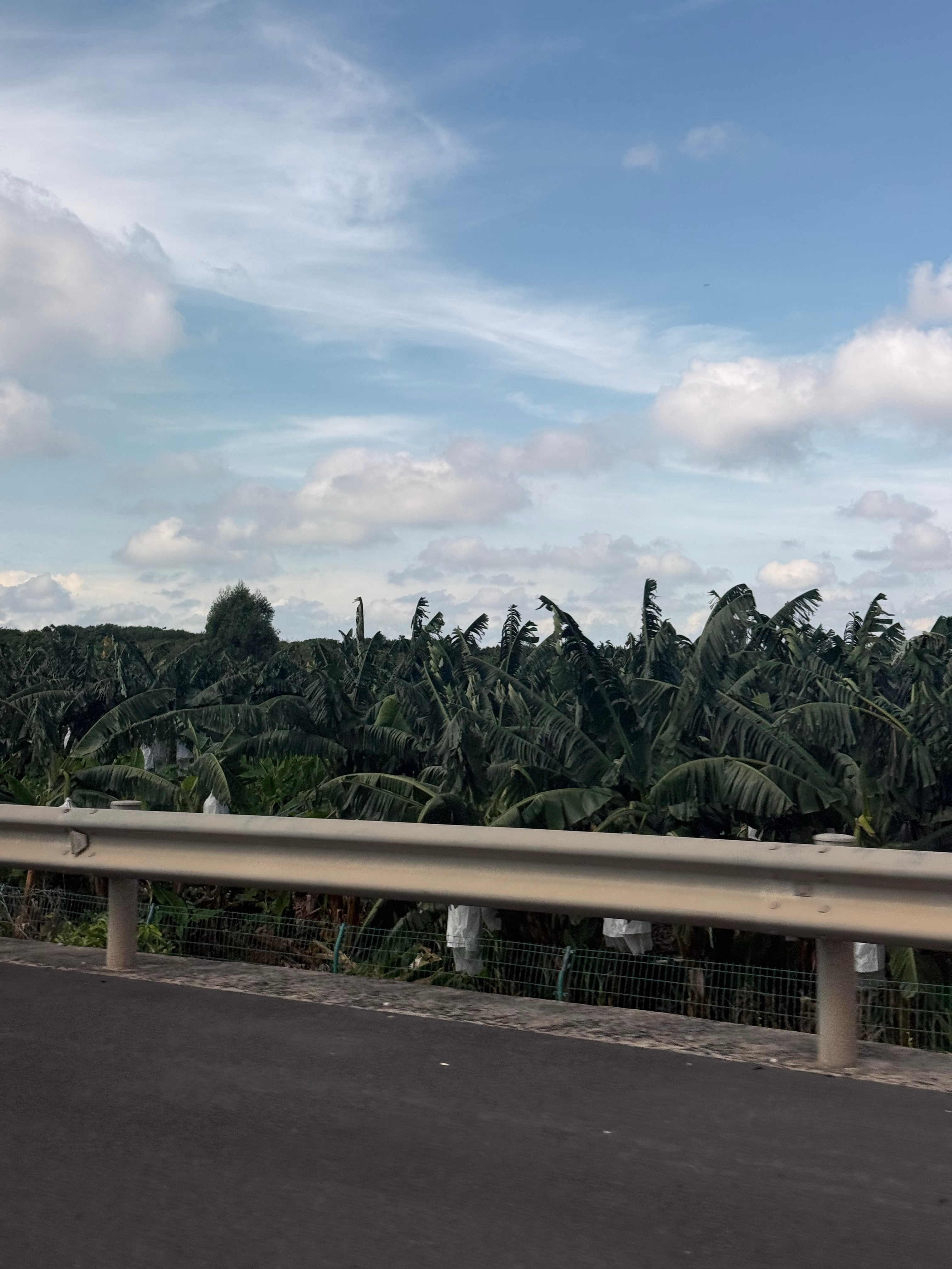 广西的芭蕉一定很幸福吧 好热好晒 