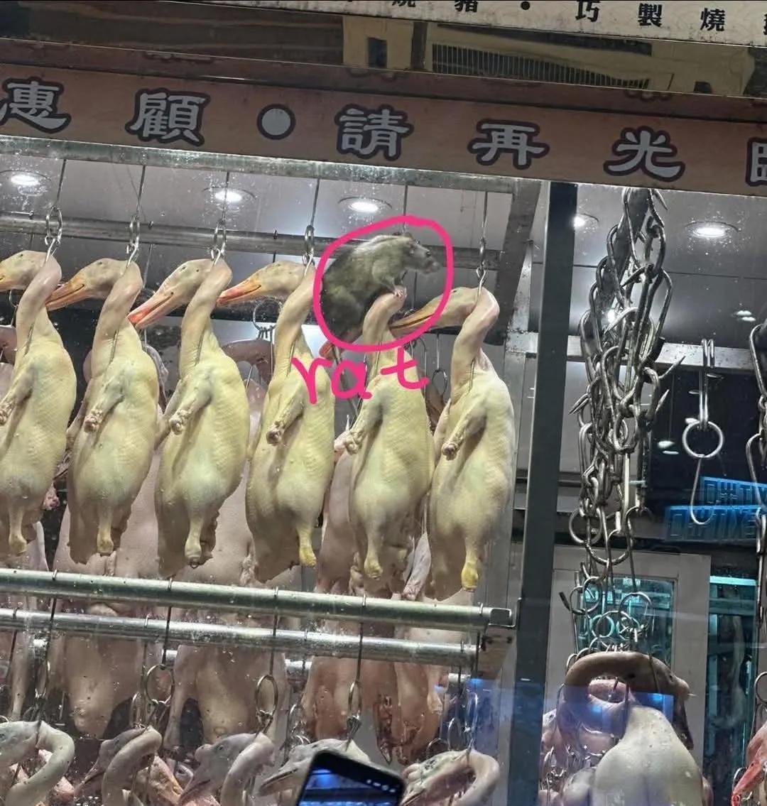 香港那家烧腊店，哎，不知道你们有没有刷到那个视频，那只老鼠，我的天，说是老鼠，简