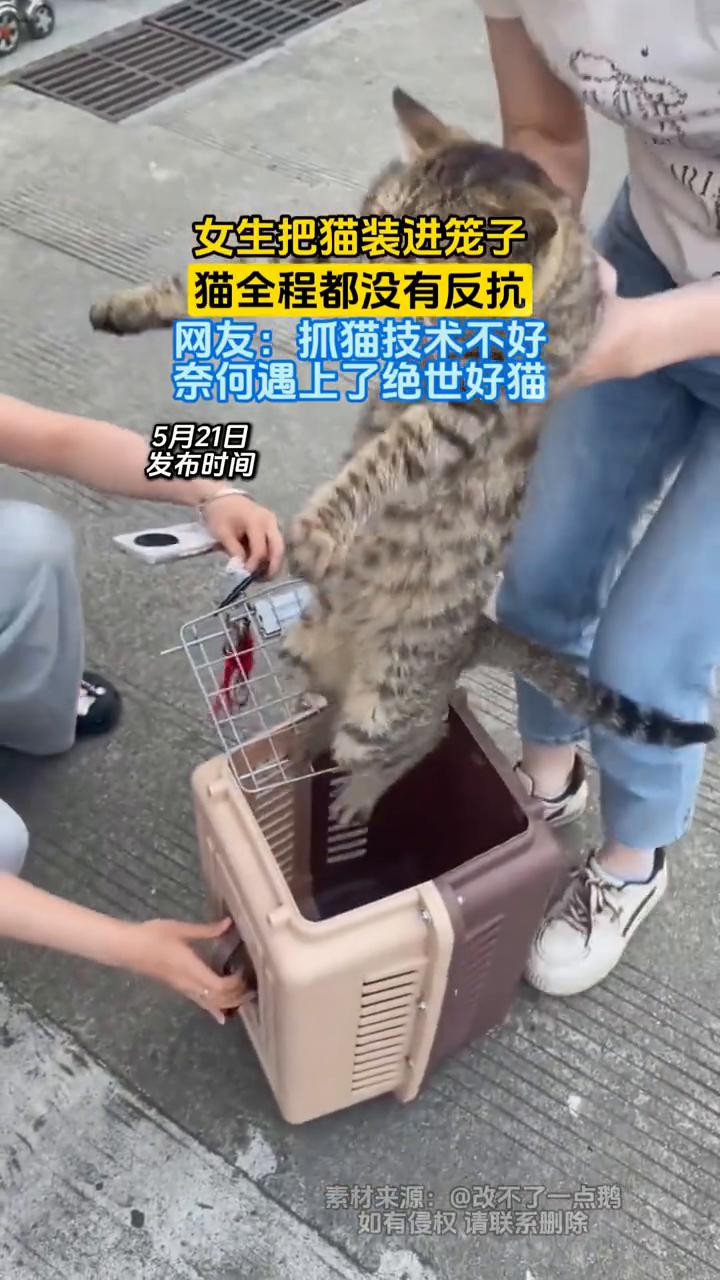女生把猫装进笼子，猫全程都没有反抗。网友：抓猫技术不好，奈何遇上了绝世好猫。
5