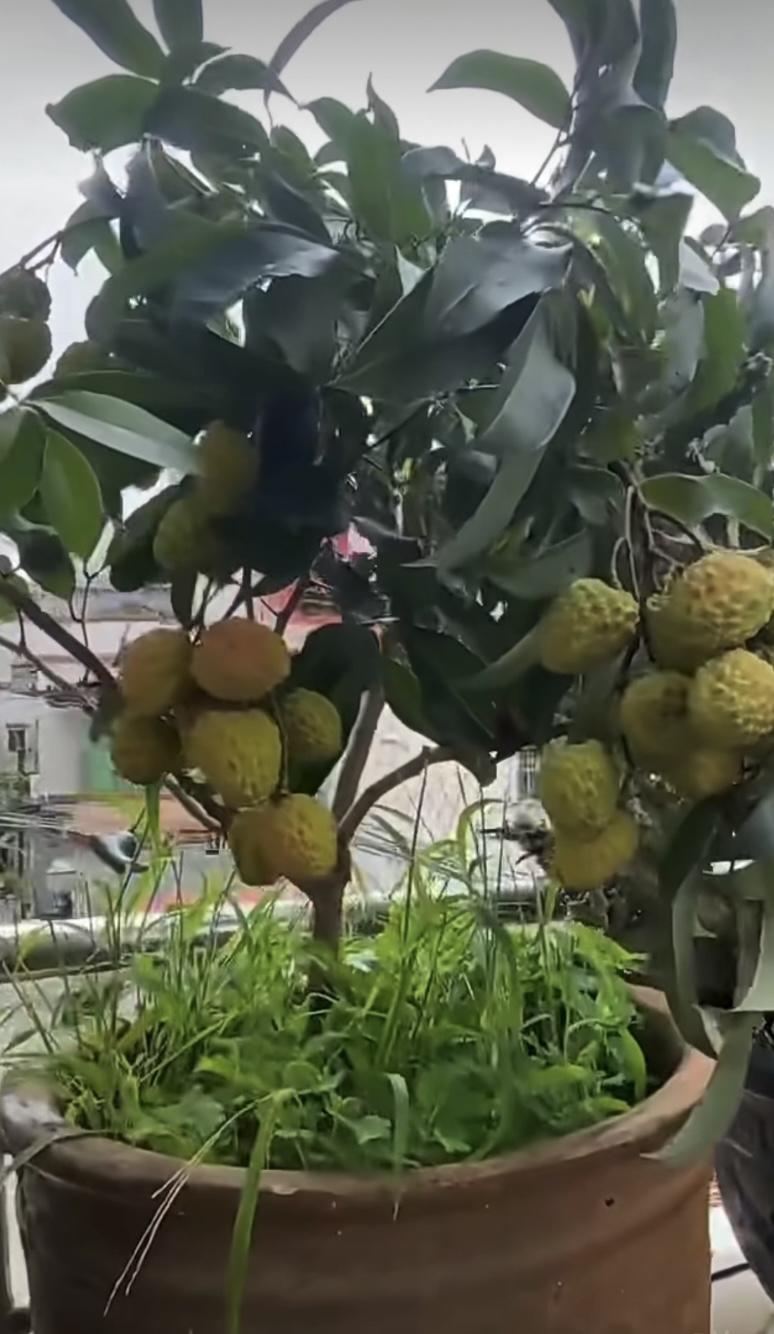 我的今日状态：😁轻松愉快
我这里的天气：🌤️多云
阳台盘栽荔枝，还长得
这么