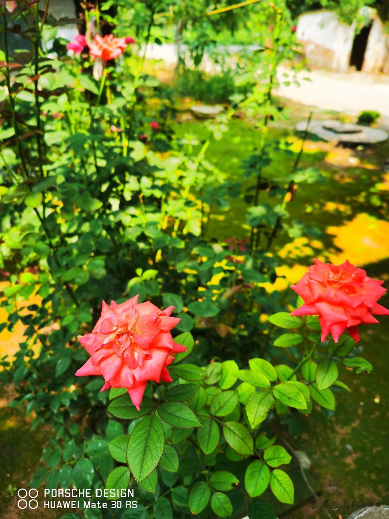晒图笔记大赛路边月季花～[比心]
