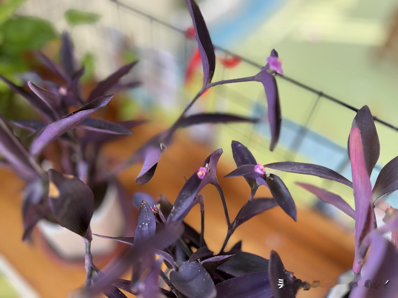 有一种植物真的好神奇[赞][赞]
   前几天移栽了几株这植物，突然发现它开始叶