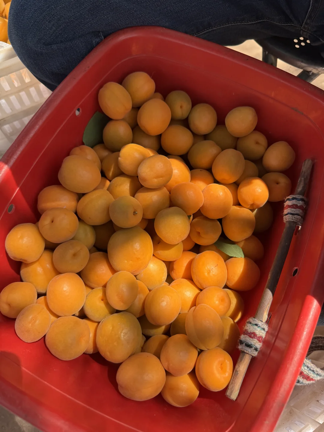 发货倒计时一周，错过了就明年再约啦！