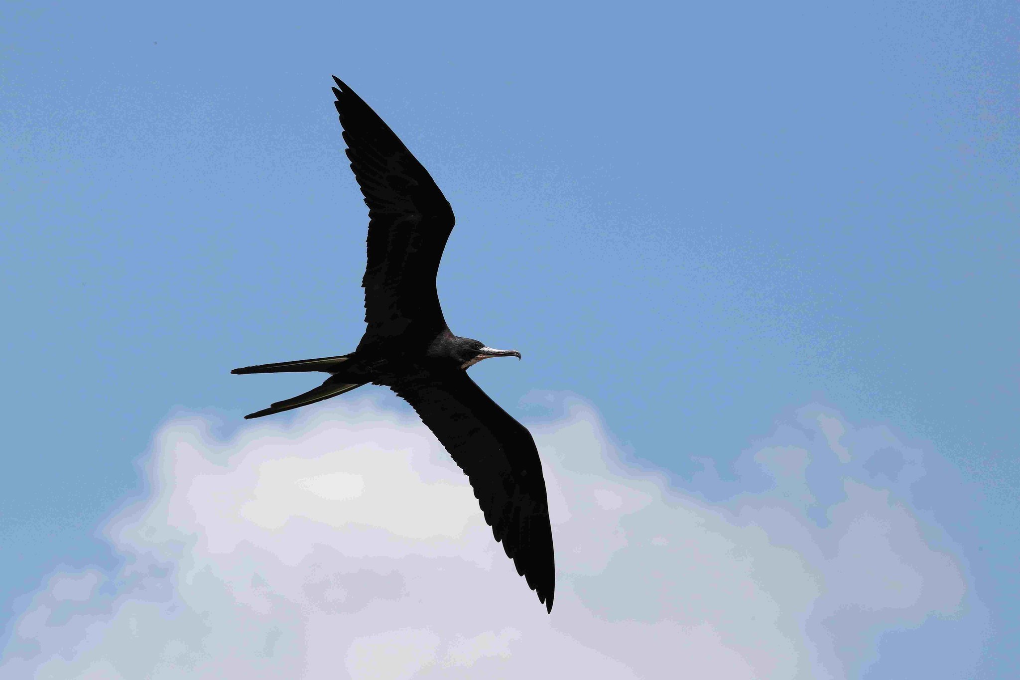 5月9日是世界候鸟日（World Migratory Bird Day）🐦自1