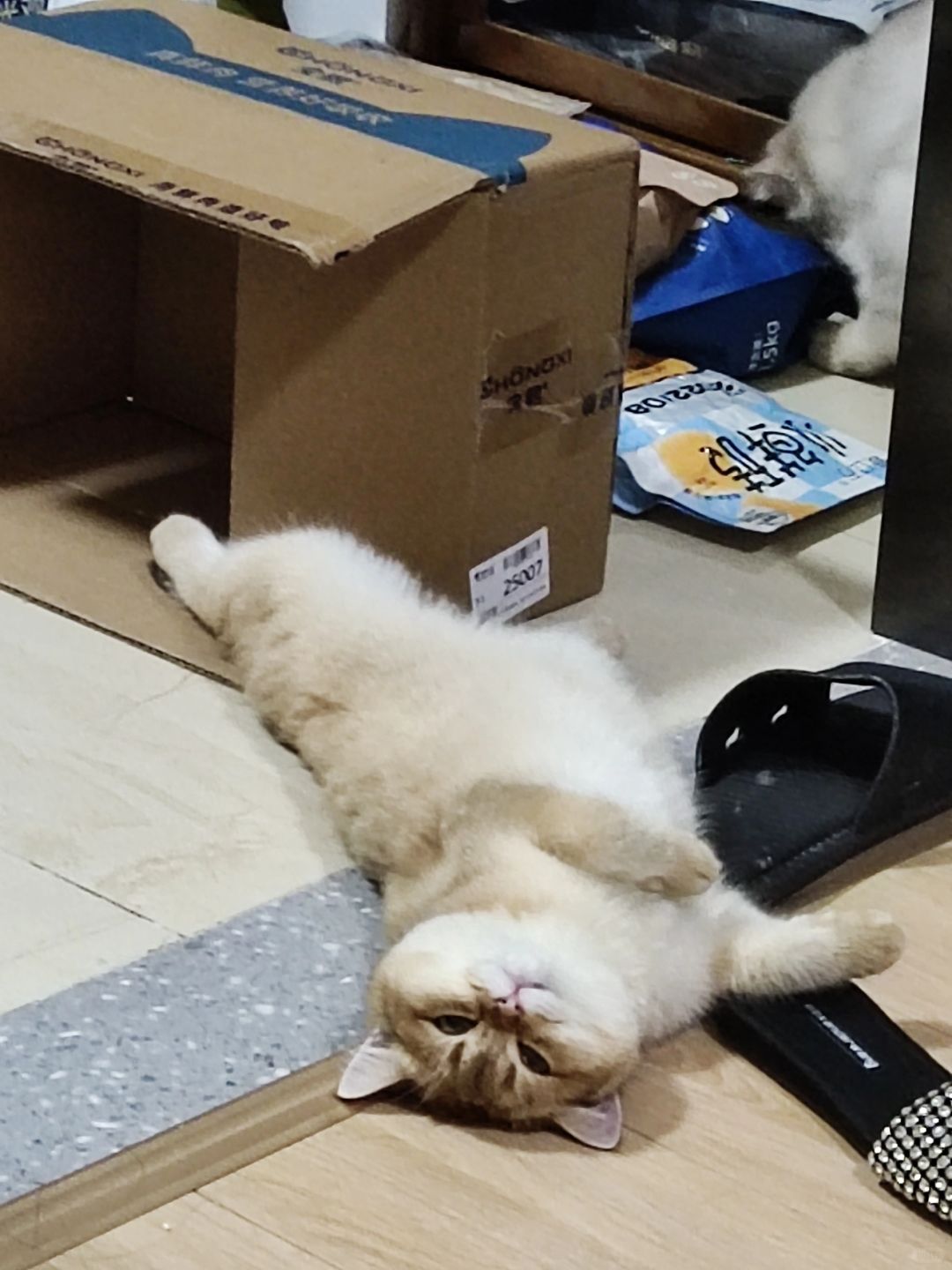 猫咪我也来不起了