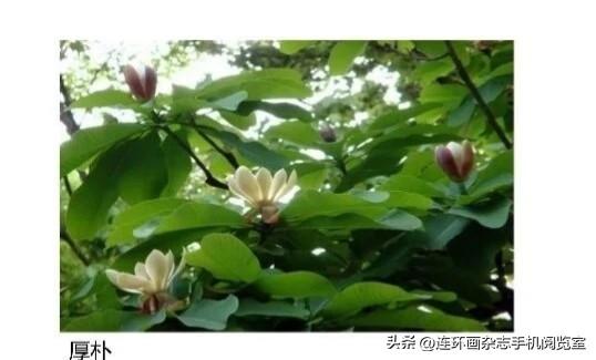 园林景观绿植02〔其它〕