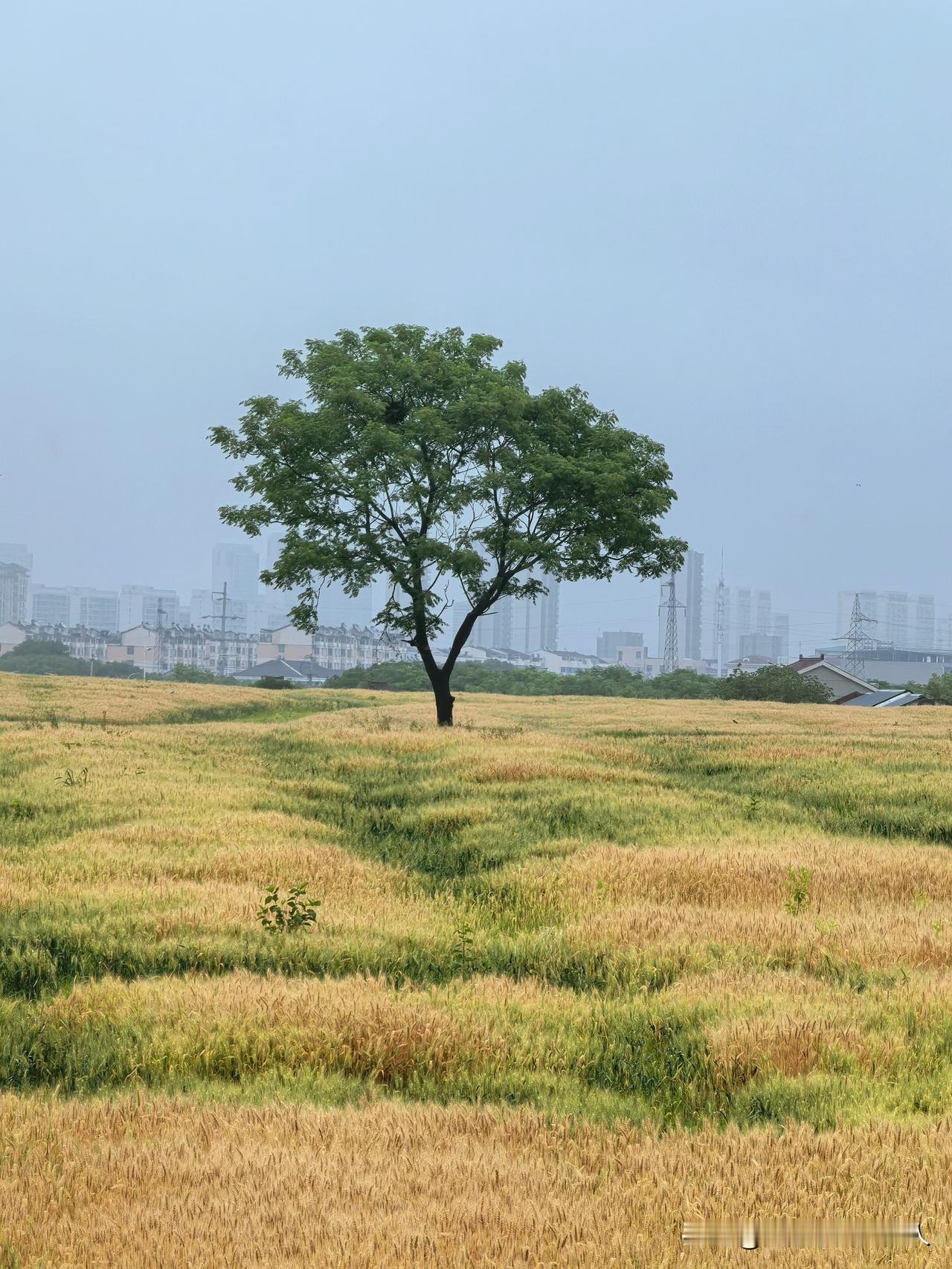 在京杭大运河和大通河围成的小岛上，一片城市田园风光。
初夏好时光，江南麦儿黄。