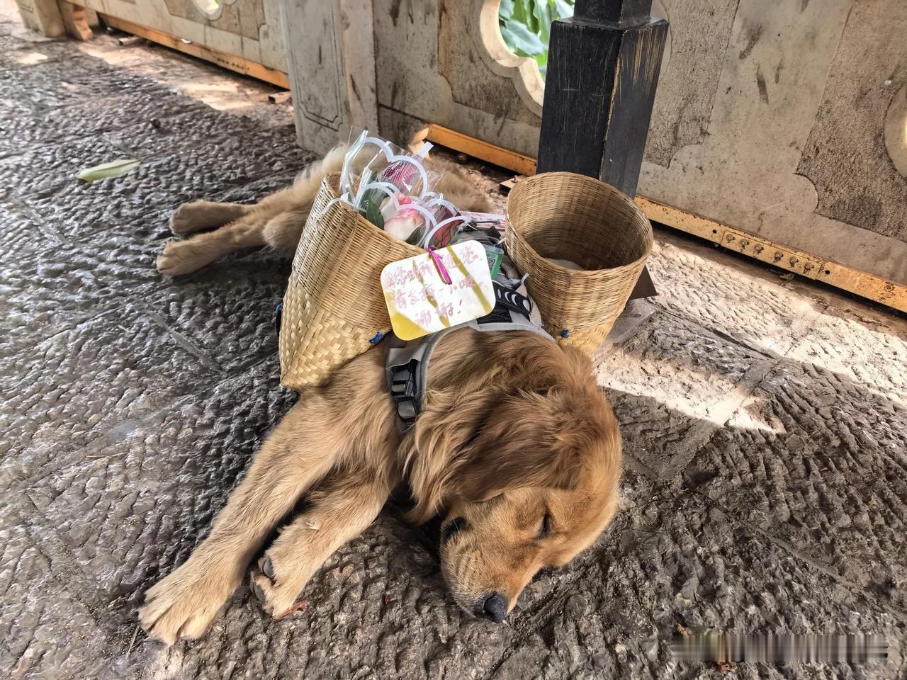 狗都出来卖花赚钱了！
近日，笔者在云南省大理市双廊古镇玉几岛风景区看到一个比较好