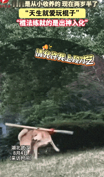 万物皆有灵性！湖北武汉，女子收养了只狗狗，还没养多久就发现了狗狗有一特长，像是天