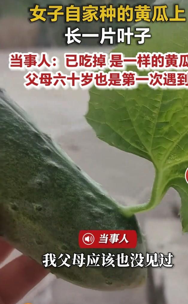 黄瓜长出自带叶片，网友直呼植物内卷
 
一位女子打理自家菜园时，发现一根黄瓜格外