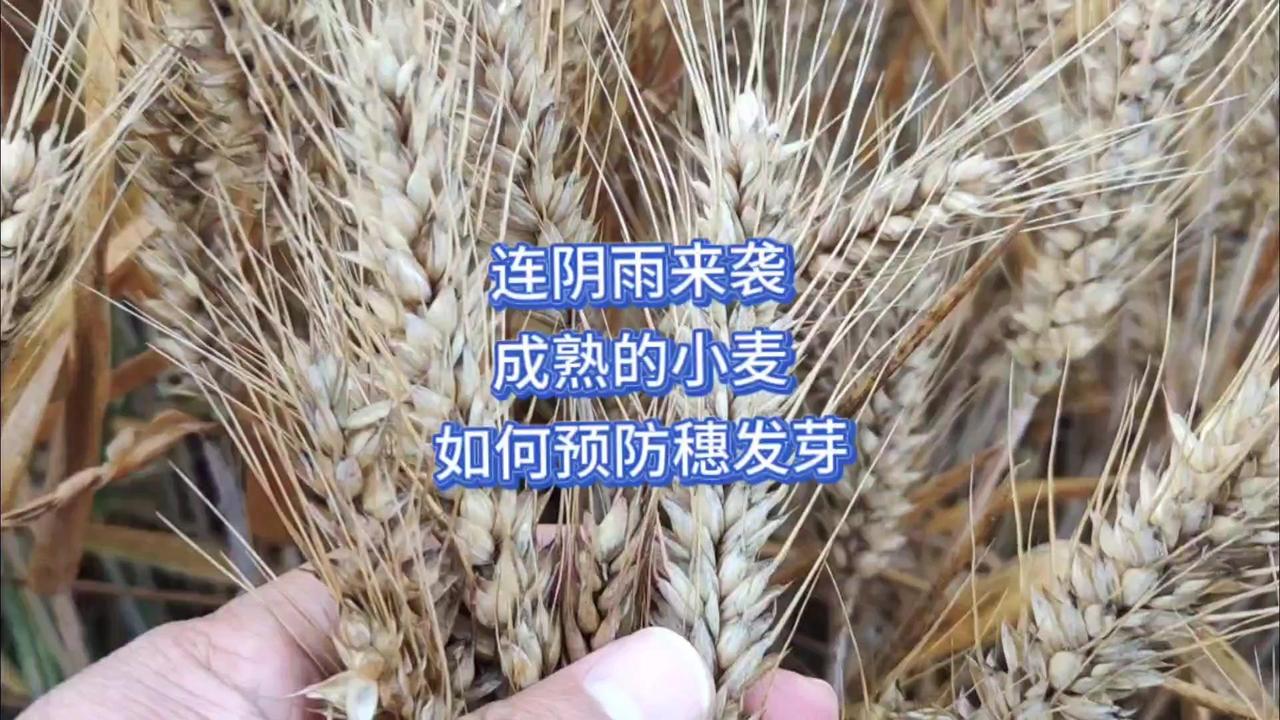 今年三夏麦收成硬仗，黄淮麦区连阴雨突来袭，小麦穗发芽问题让人心急。这里有三个实用
