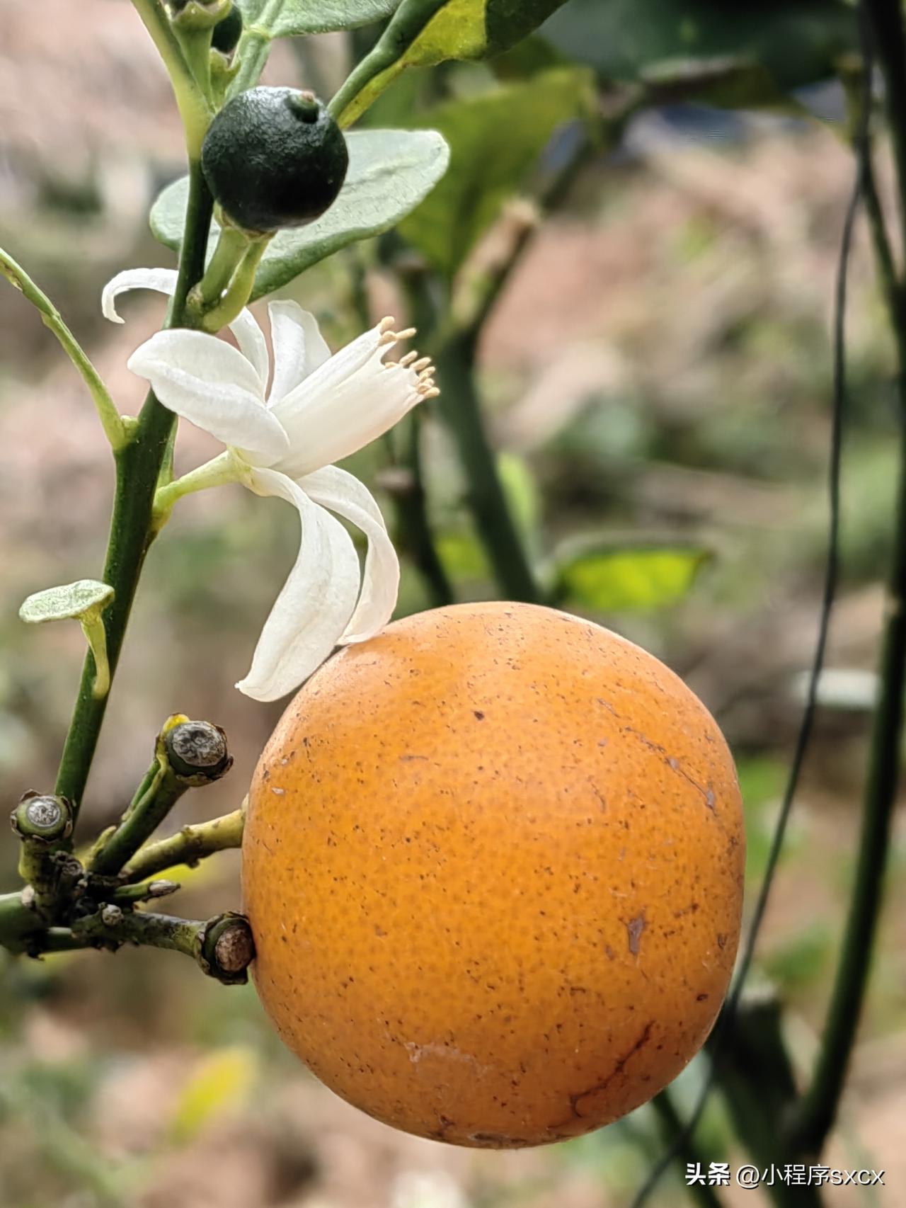 “郑L文”要来了，来了就来了吧！
不要想象的的太多，更不要有什么幻想，毕竟当前岛