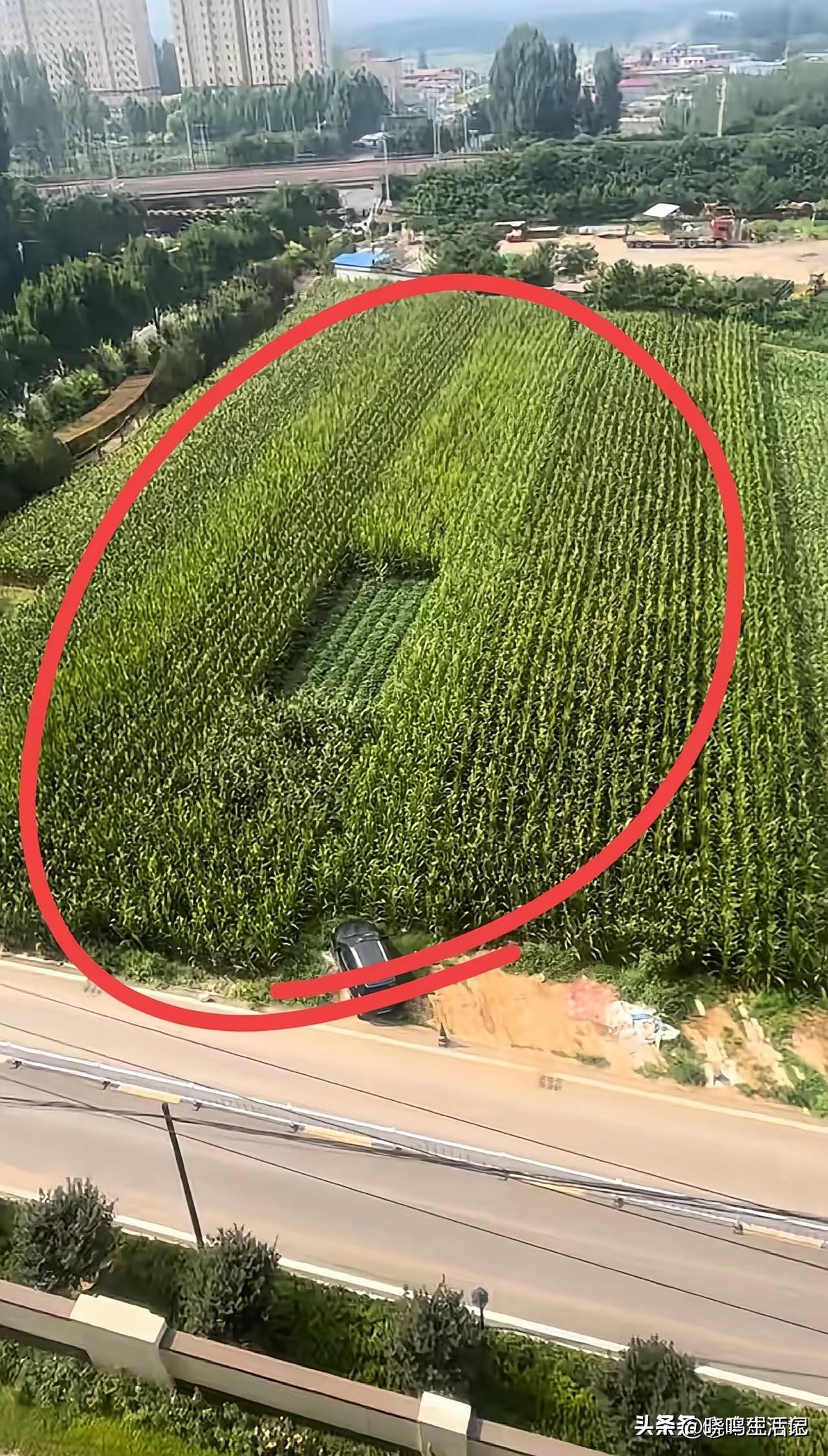 这户人家很聪明啊，在地中间种菜