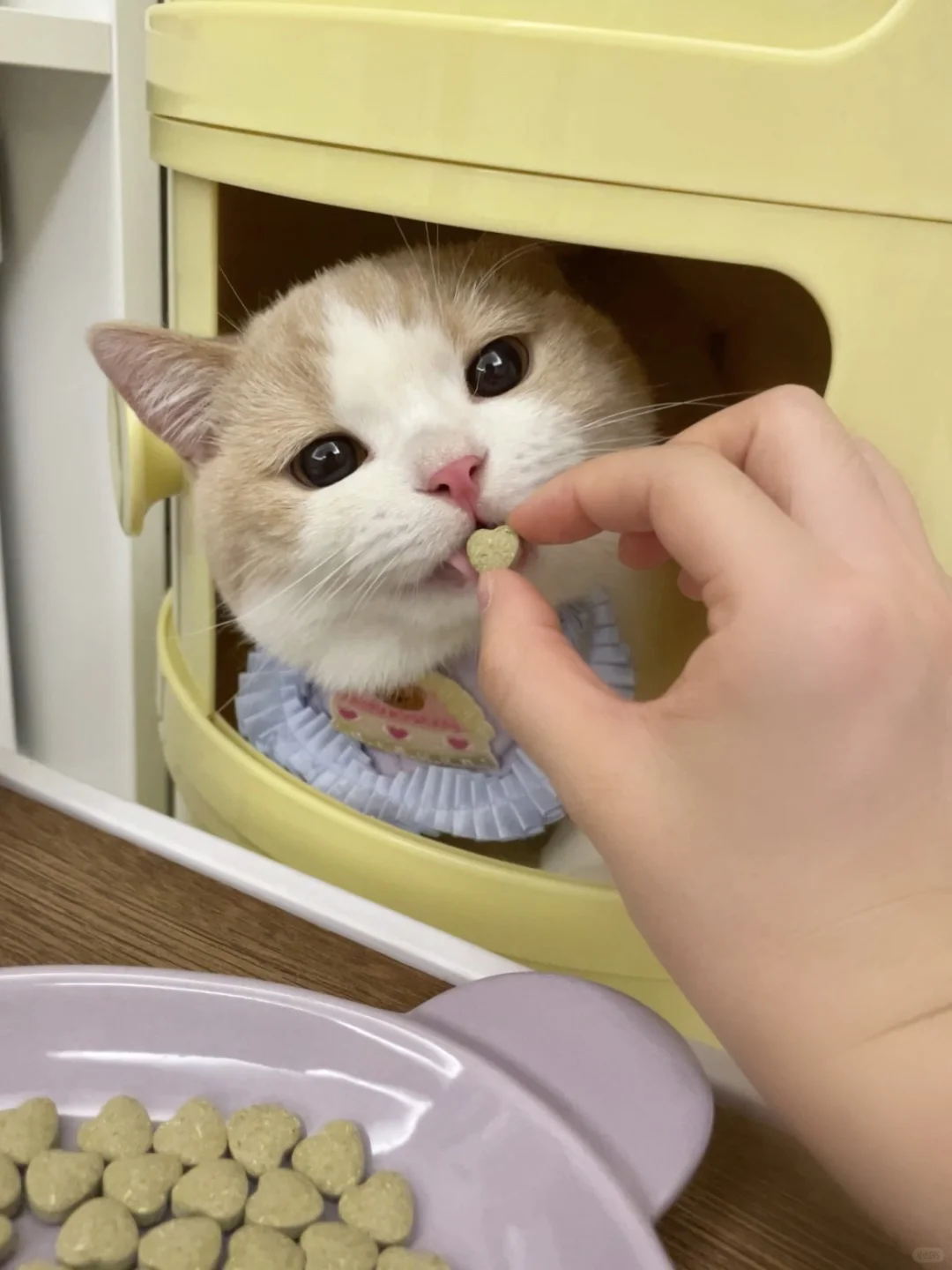 看，这是我男朋友给我生的倒立小猪🐷