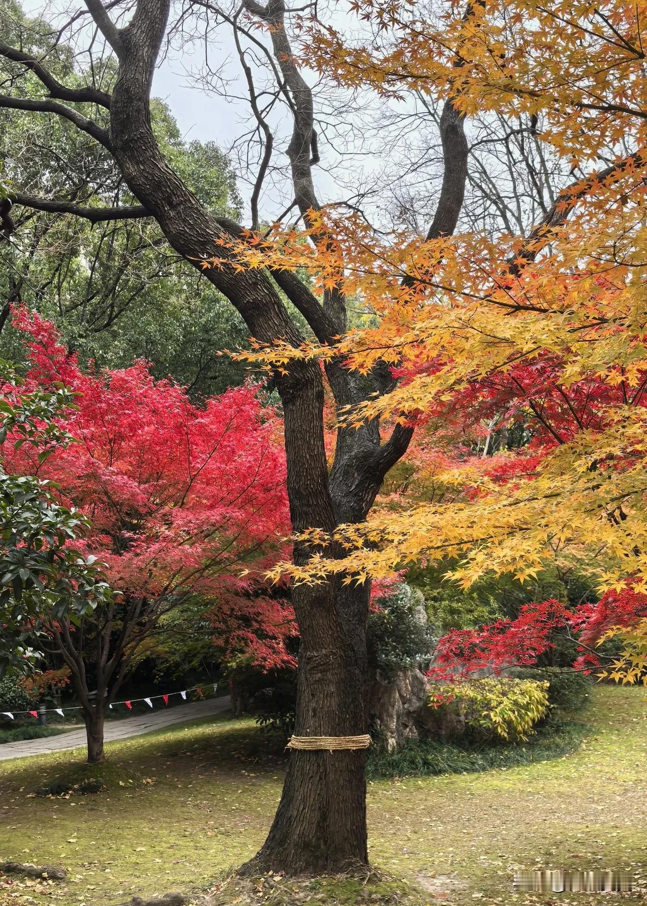 今天我悄悄地告诉大家一个位于市中心的绝佳赏秋之地——瑞金宾馆，知道的人真的不太多