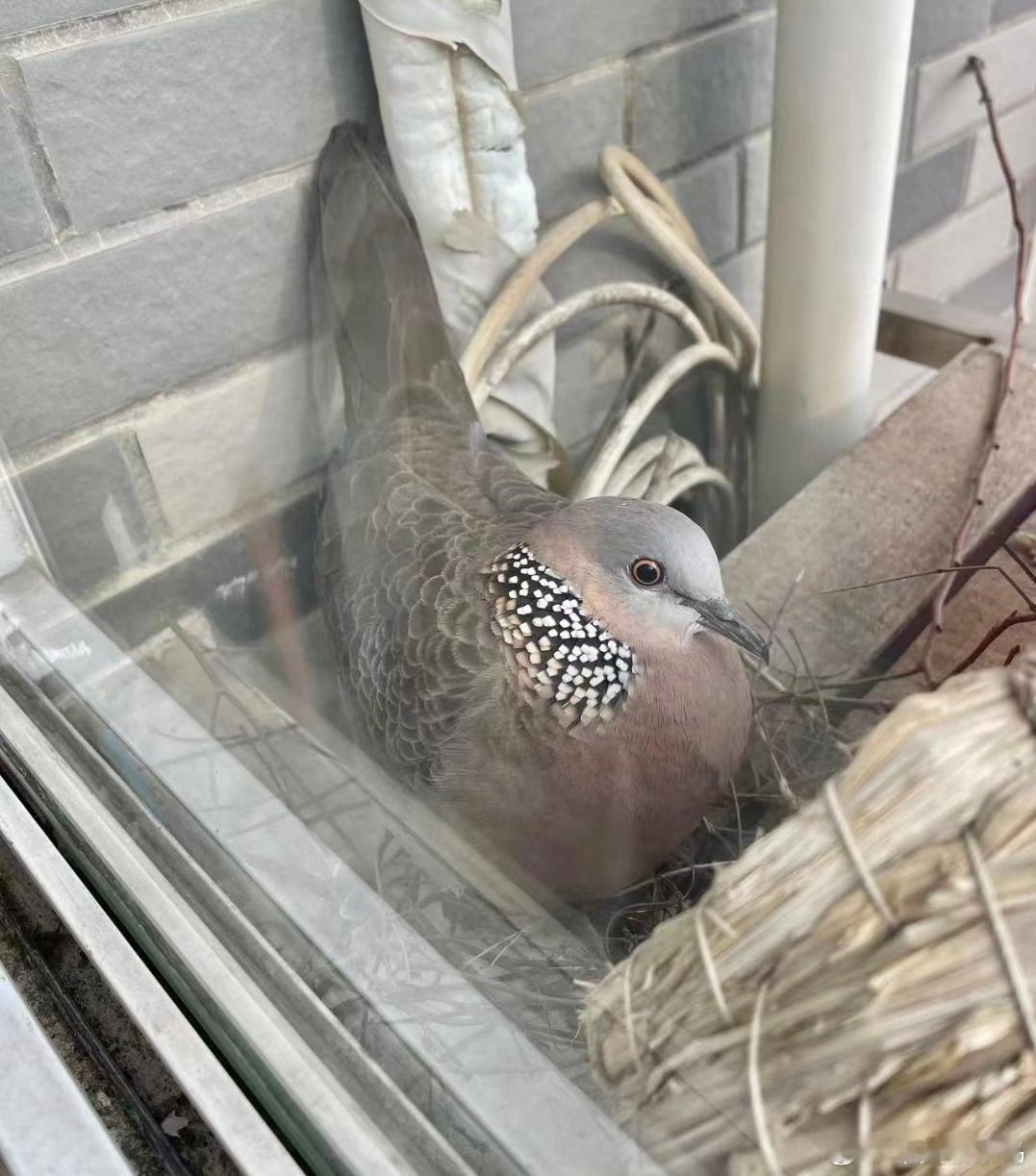 #鸟粉投稿# 随地大小蛋的珠颈斑鸠它还看不上旁边的鸟窝哈哈哈非要自己搭 ​​​