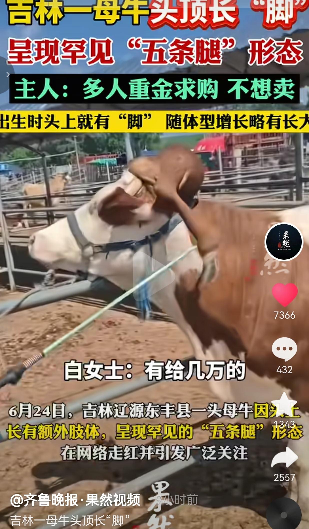 吉林一头母牛头顶长出一条腿，买家出价十几万，女主人坚决不卖
 
天底下的怪事年年