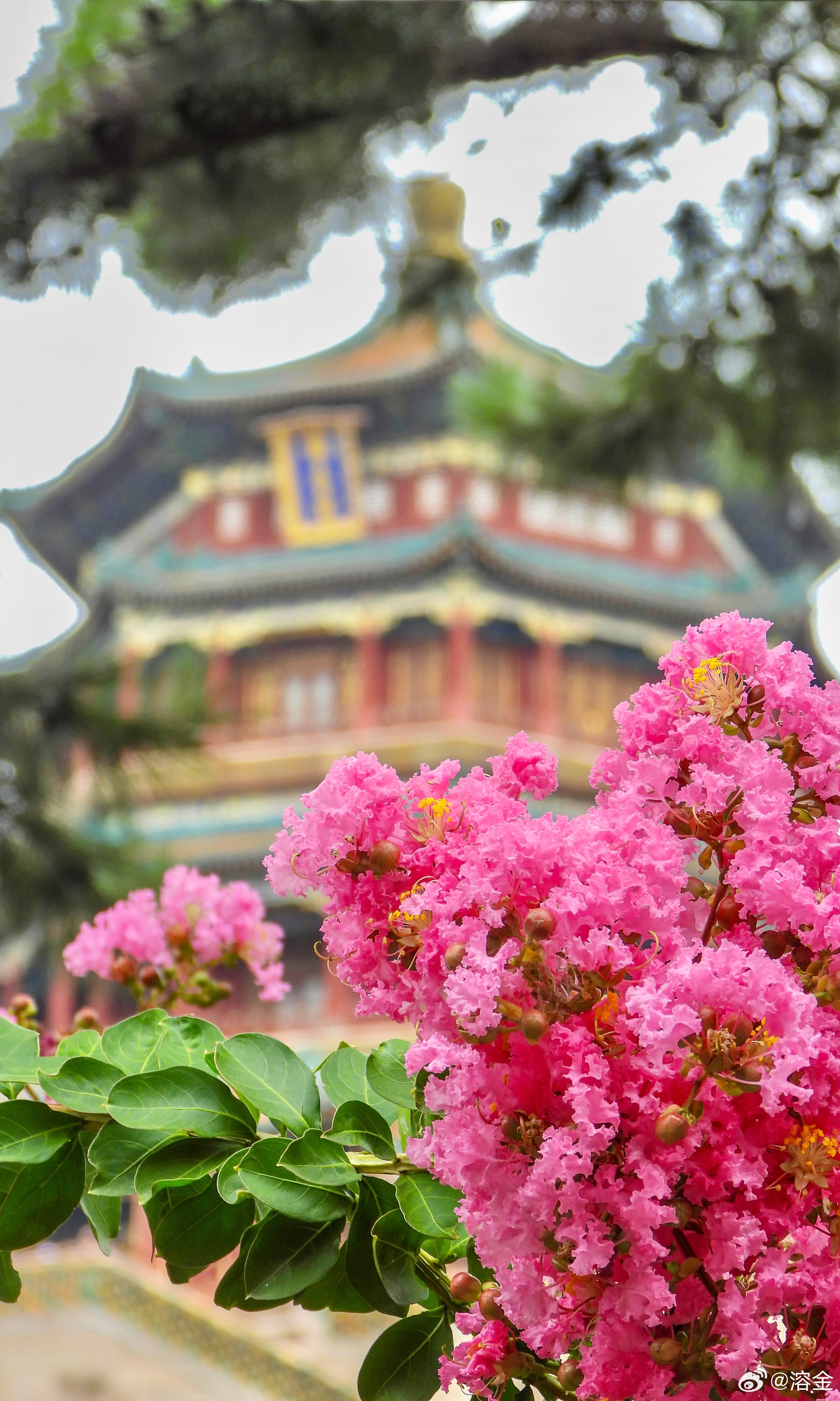 【颐和园 紫薇花开】御苑阶前树，芳丛映赭扉。艳凝霞作色，名合紫为葳。柔干摇清露，