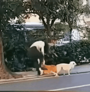 这个有点过分了！