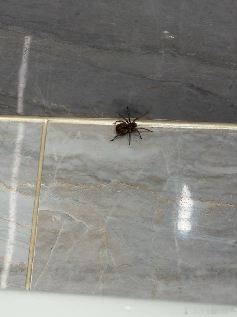 刚到别墅一开灯吓的我浑身痒痒…这蜘蛛鸽子蛋那么大我害怕这玩意怎么处理我要是拿扫帚