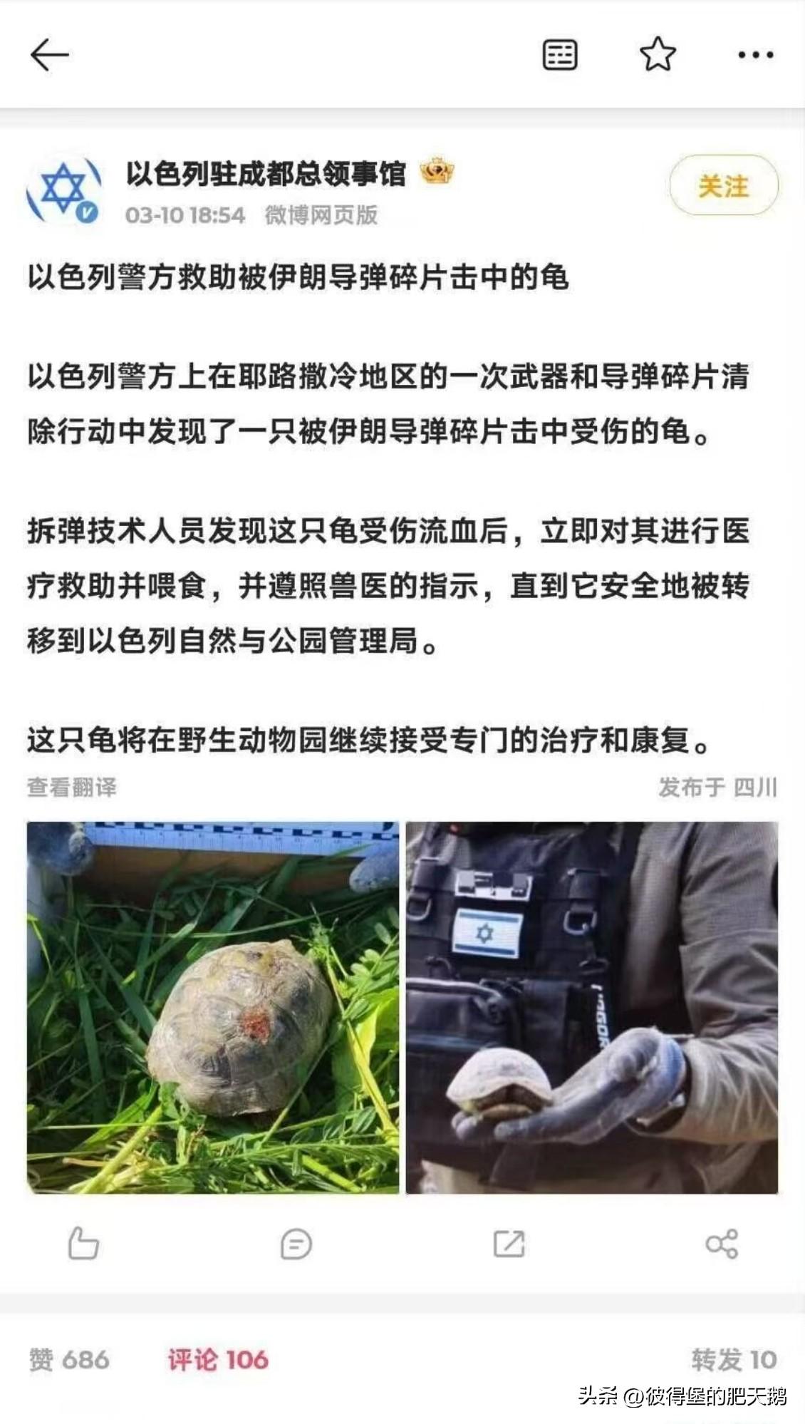 What f＊ck？换套路了？不救阿猫阿狗，改救龟了？

美国救猫救狗不够看了，