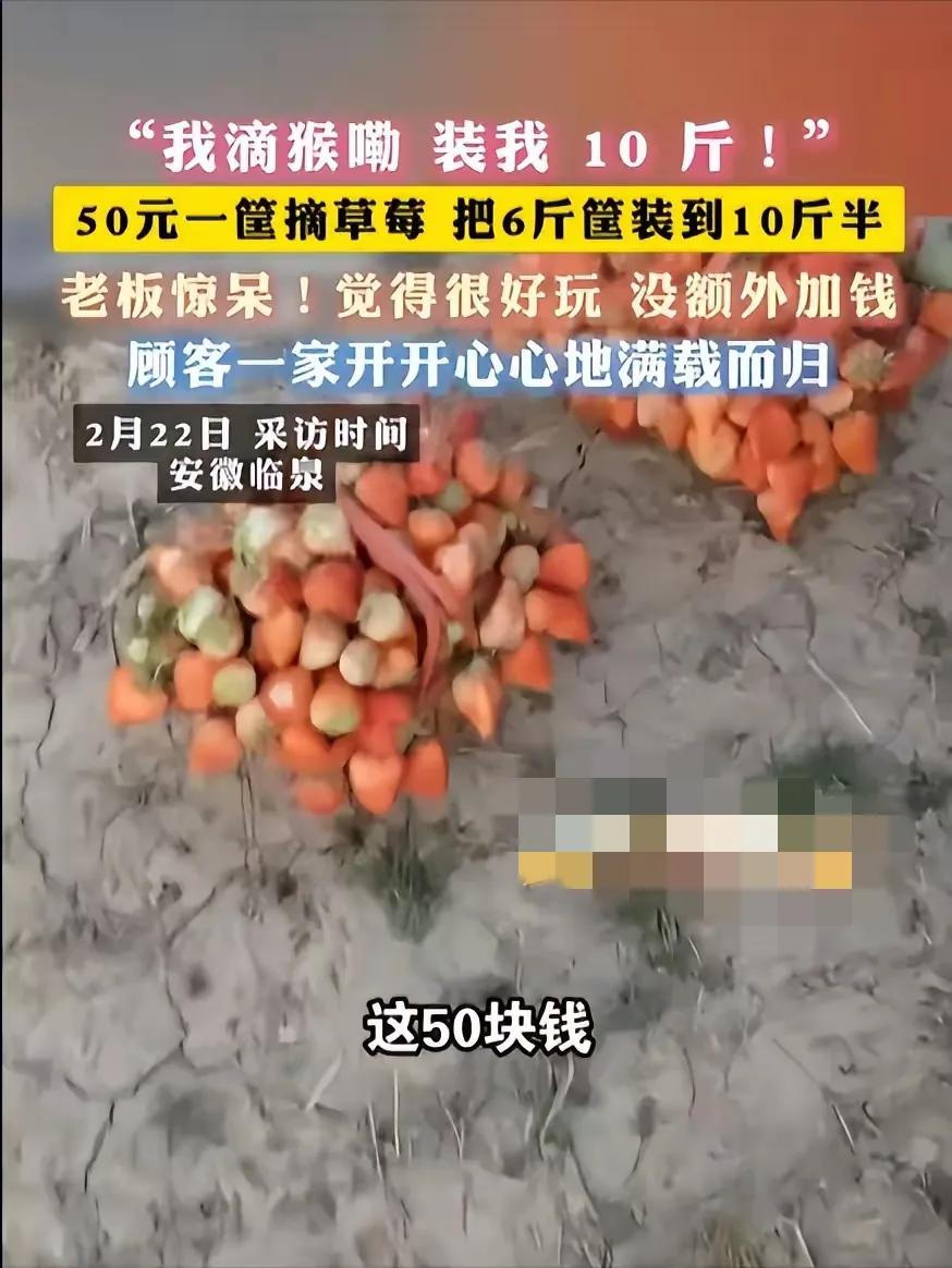 安徽临泉，一女子带着孩子们去摘草莓，老板说50元一篮子，万万没想到，女子竟在篮子