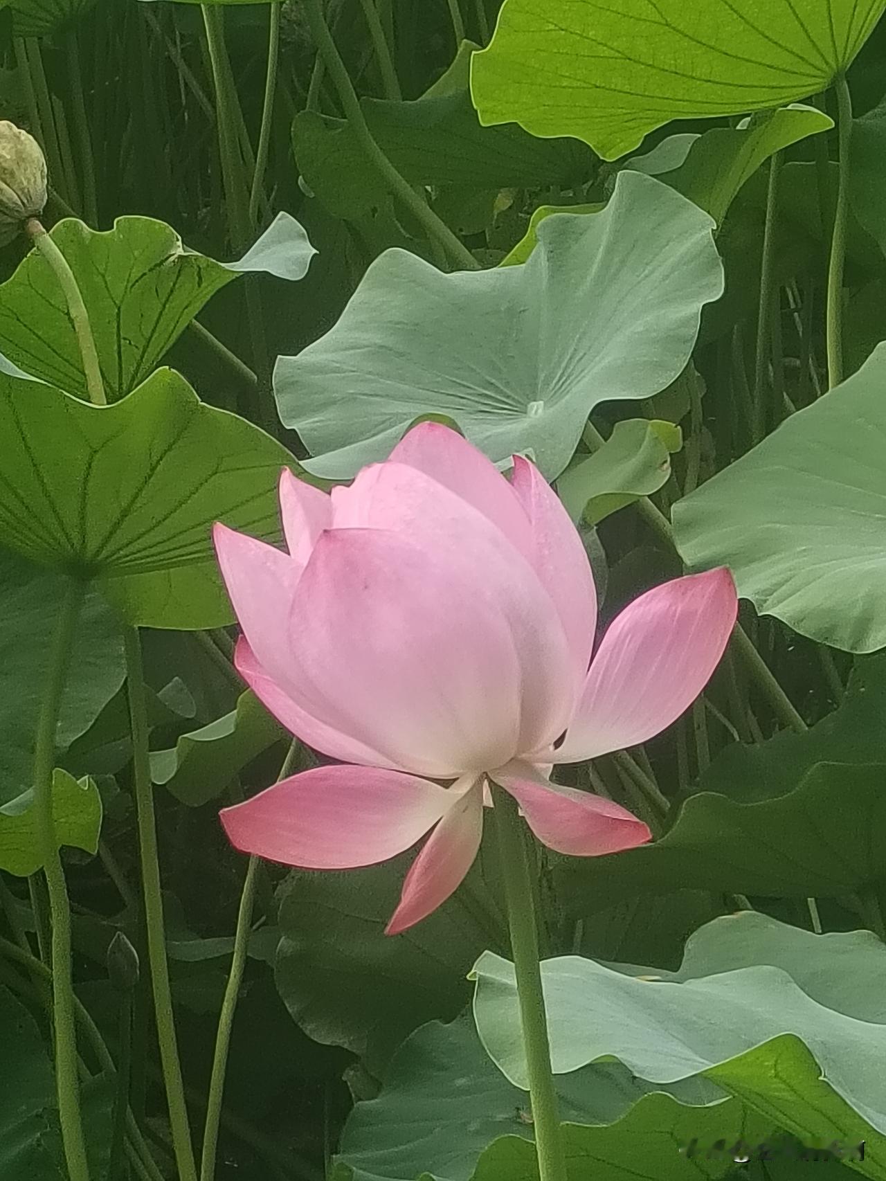 不知大家发现没有，
高考填志愿是件神奇的事，
有人被第三志愿录取了，
有人被七十