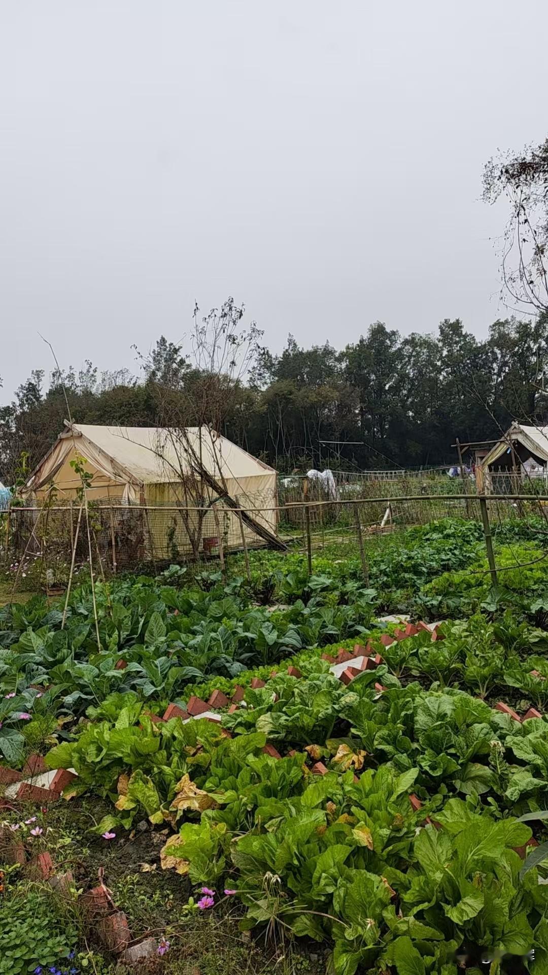 别炒股了，都去当农民吧，生活多惬意！鸡犬相闻，炊烟袅袅，闻到炊烟的味道儿，完全是