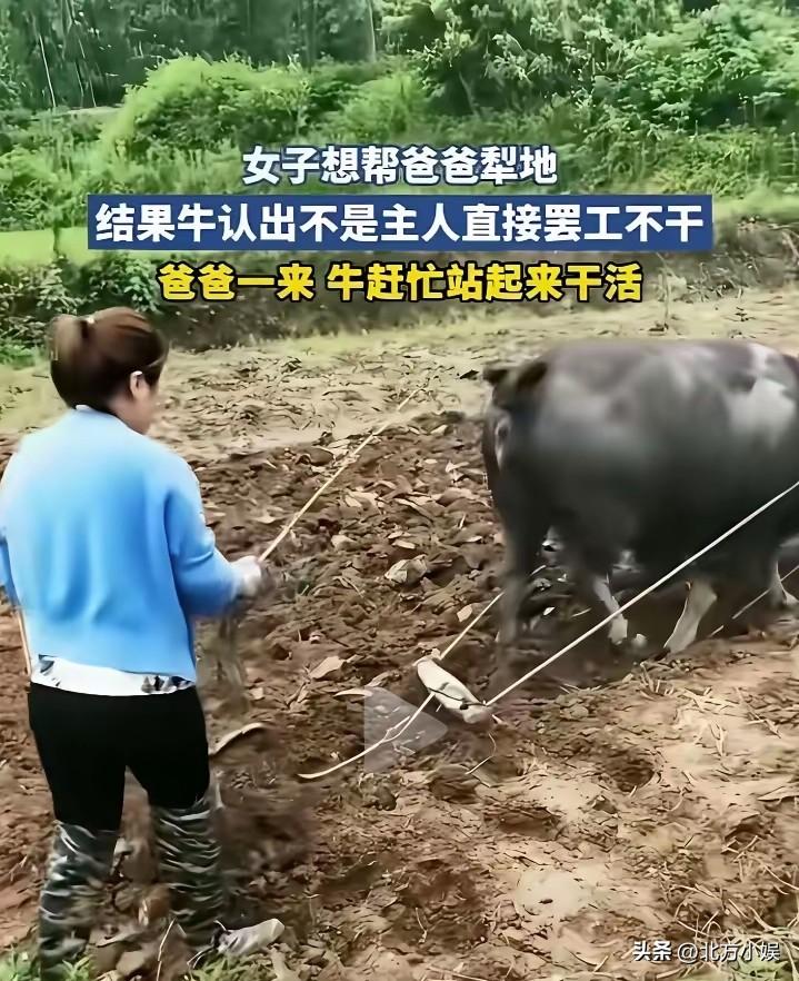 女儿想要帮爸爸犁地，结果牛根本就不配合，最后索性直接趴在地上罢工不走了，女子是怎