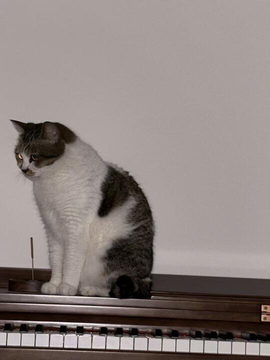 钢琴小猫🐱