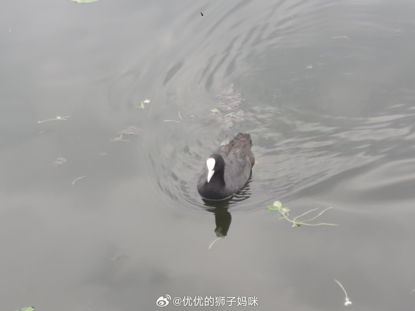 今天在南溪湿地公园看见了几只白骨顶鸡，特意拍照去问了豆包，竟然还是国家二级保护野