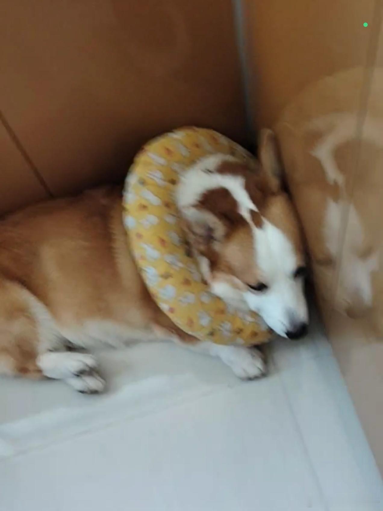 Joker又被鞭炮声吓萎靡了在北京长大的狗，随橙想回东北被吓成年兽了大金子状态电