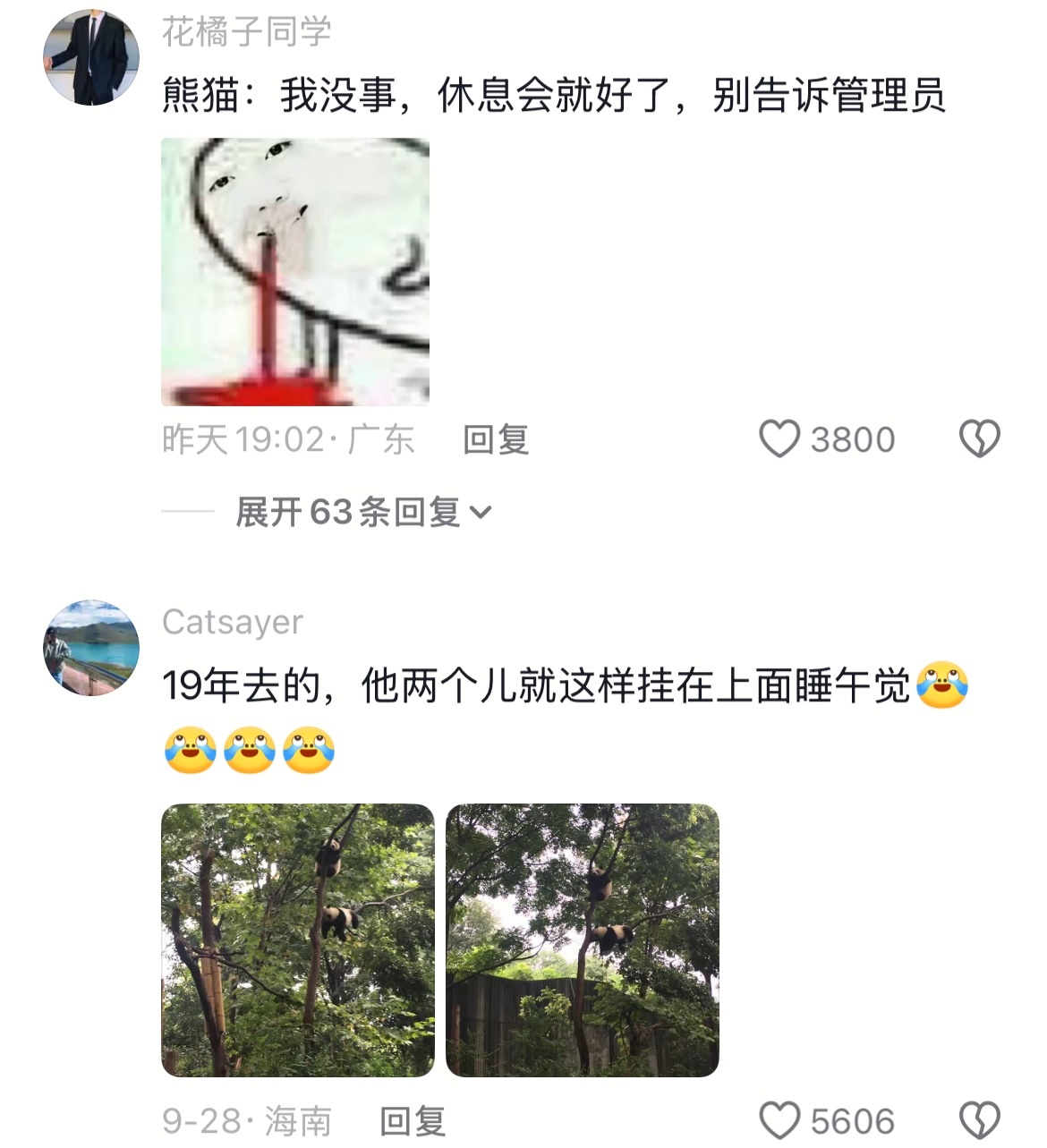 终于知道为什么大熊猫数量这么稀少了🤣👌 