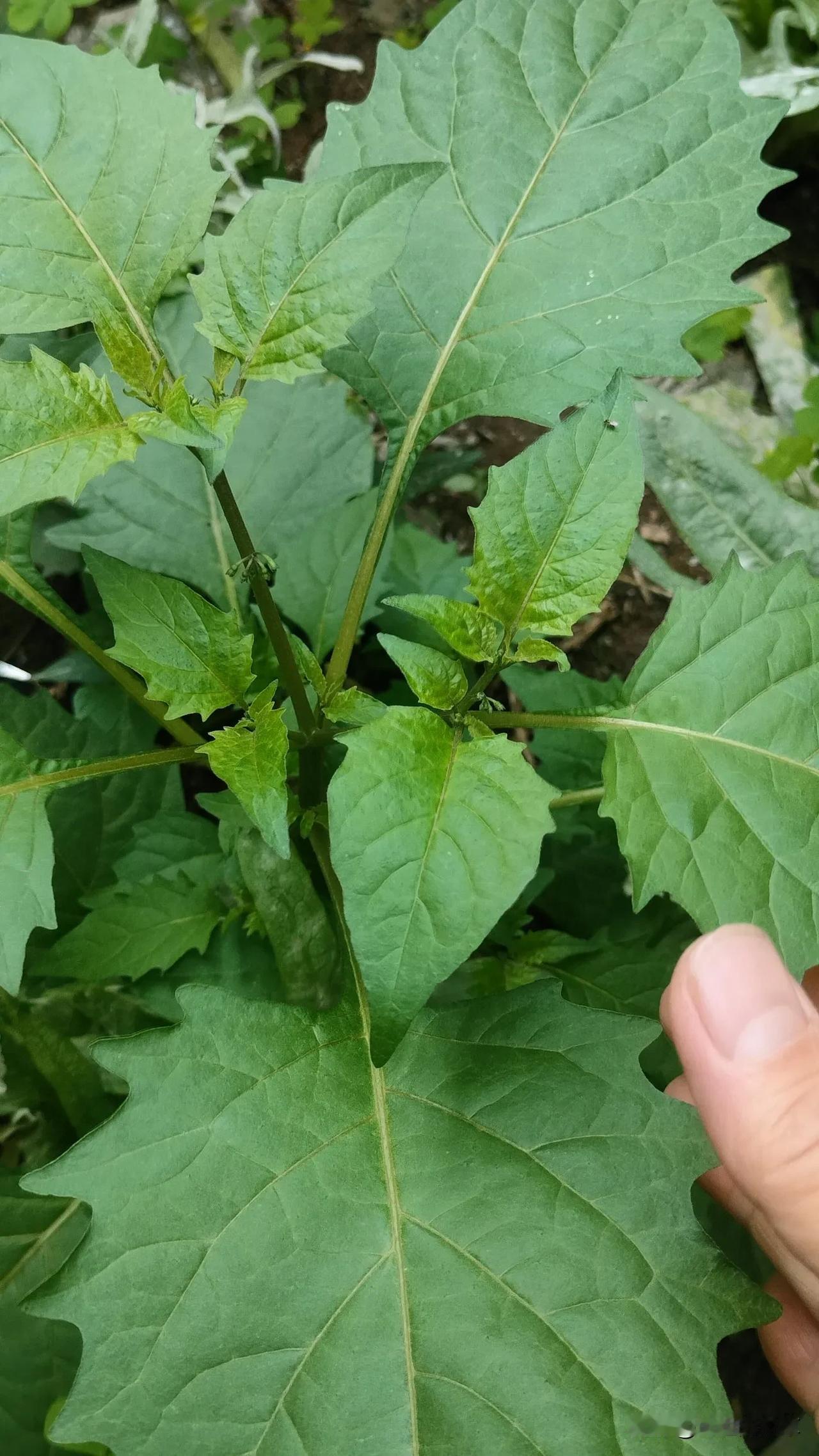 🌱要是在农村的房前屋后在园边上田间地头遇到这种植物，那你千万不要忽略了，它也是